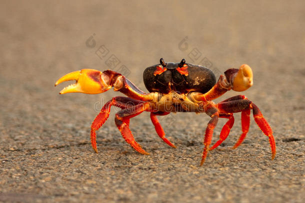 螃蟹横穿马路