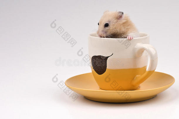 坐在<strong>黄茶</strong>杯里的仓鼠