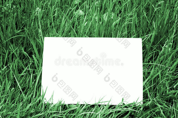 墨绿草中的空白卡片