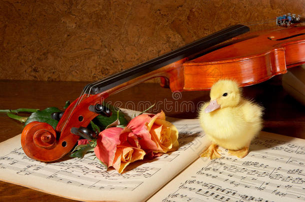 鸭子和小提琴