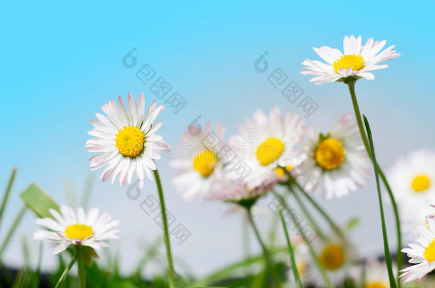 春天的花朵，草地上的玛格丽特和蓝天