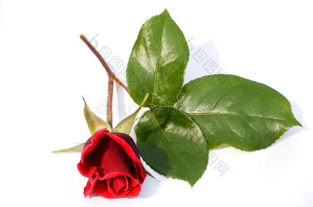 单朵红玫瑰，夏天的象征
