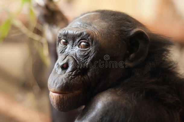倭黑猩猩猴子的肖像