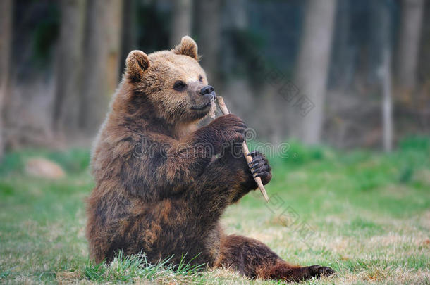 <strong>小棕熊</strong>（大熊）