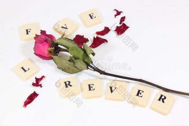 干红粉红玫瑰与爱情文字