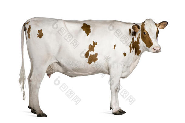 荷斯坦奶牛，4岁，站立