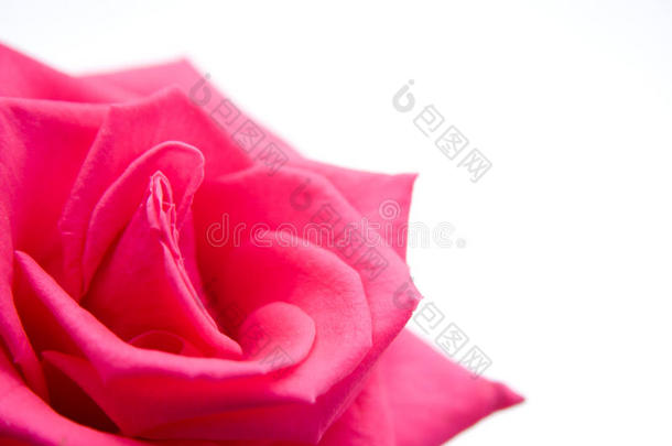 白底粉红玫瑰