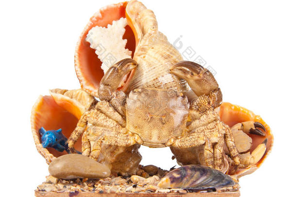 海蟹和贝壳