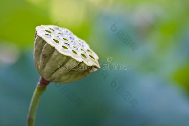 荷花（莲藕）浆果