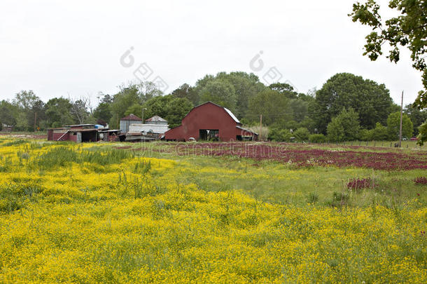红色谷仓黄色杂草的农家场景