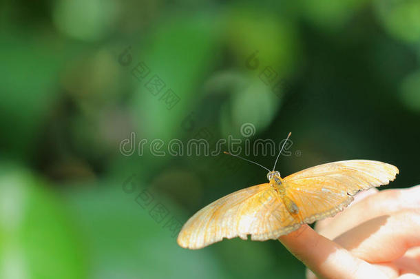 <strong>茱莉</strong>亚蝴蝶（dryas iulia）