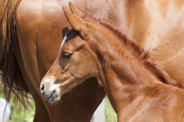 初生的马和他的母亲