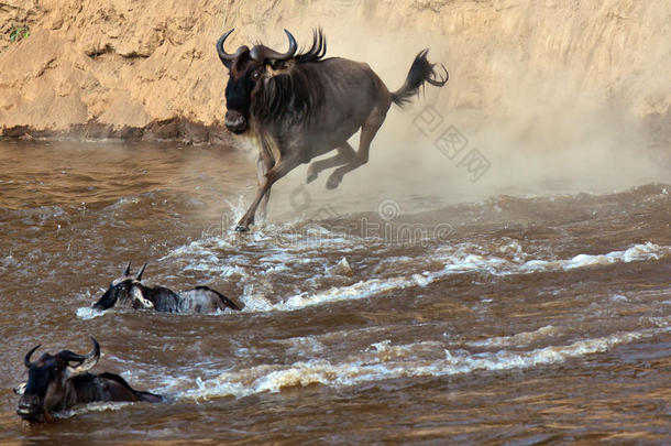 牛羚从高高的悬崖跳入河中