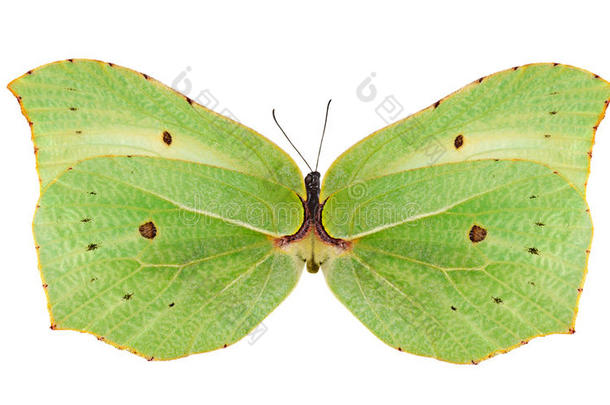 <strong>淡</strong>绿色的蝴蝶隔离在白色上