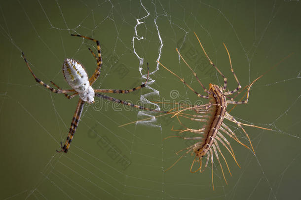 蜘蛛<strong>vs</strong>蜈蚣