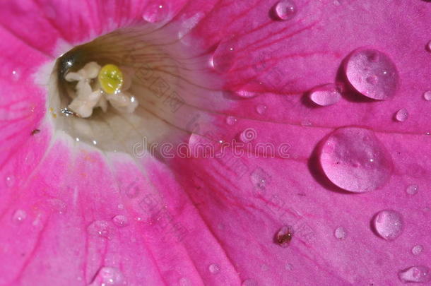 特写镜头露珠液滴滴花的