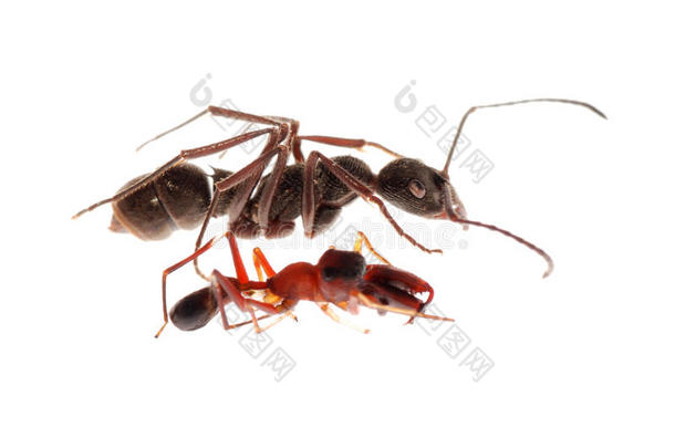 蚂蚁和蚂蚁模仿蜘蛛