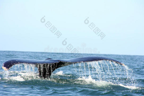 海洋中鲸鱼的尾巴
