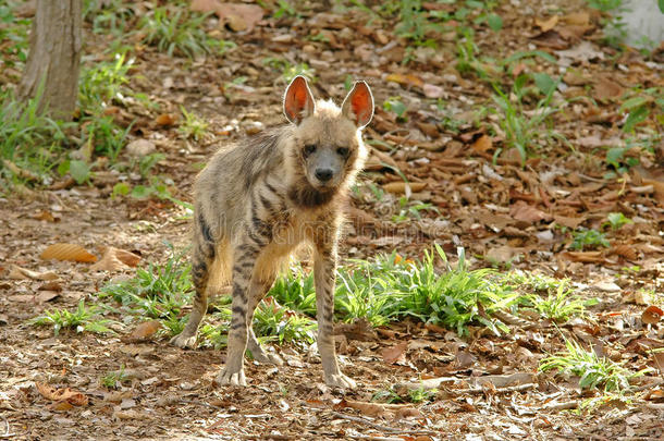 条纹鬣狗