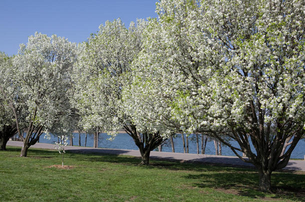 公园里有白花树，绿草葱茏