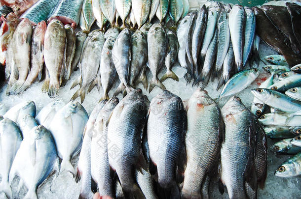 生鲜市场上的多种鱼