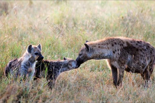 带幼崽的斑点鬣狗。
