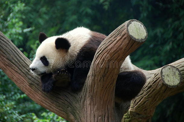 中国成都：树上的大熊猫