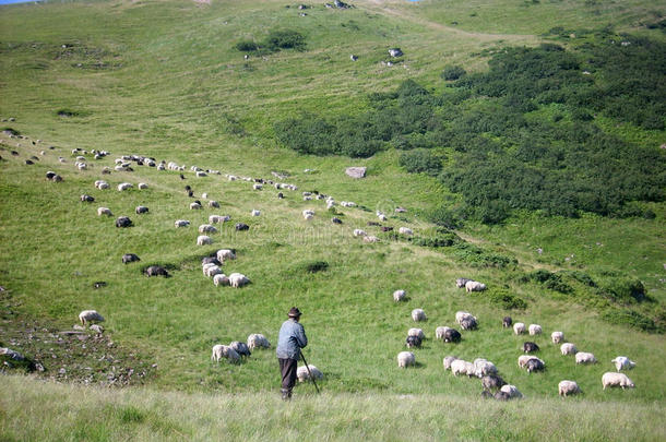 羊群，牧羊人，喀尔巴阡山脉