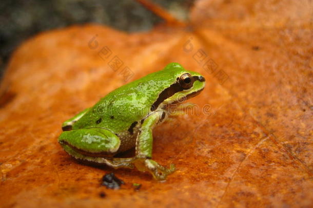 太平洋合唱蛙（pseudacris regilla）