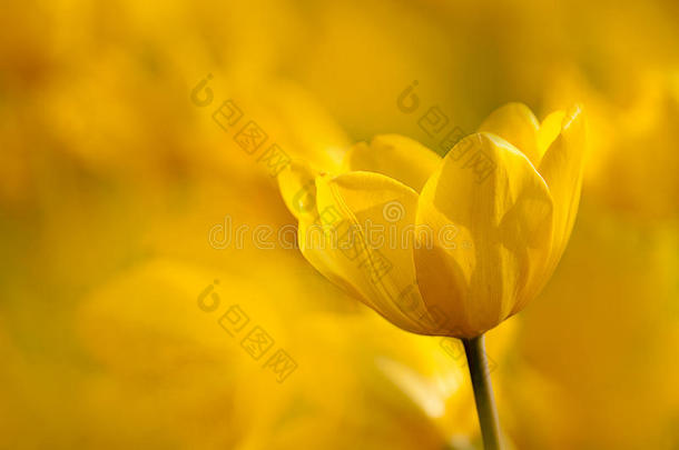 黄色郁金香，背景为浅黄色