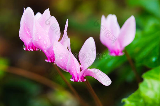 仙客来花上的露珠