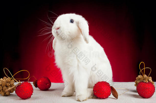 红底白兔