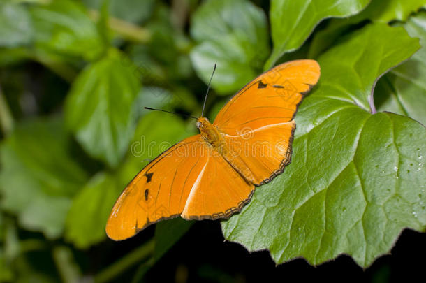 <strong>茱莉</strong>亚长翅蝶（dryas iulia）