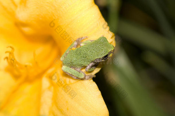 树蛙坐在花上