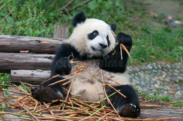 吃竹子的<strong>大熊猫</strong>