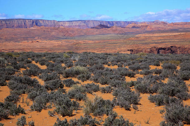 亚利桑那州画沙漠山艾树