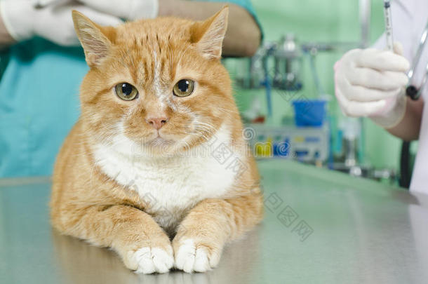 加菲猫去看兽医