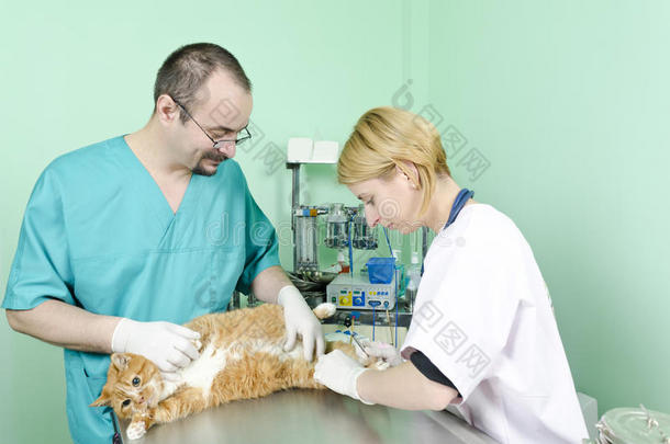 加菲猫去看兽医