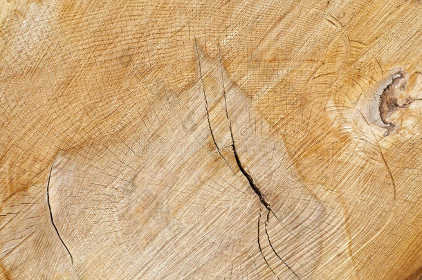 树木年轮在原木上的特写镜头