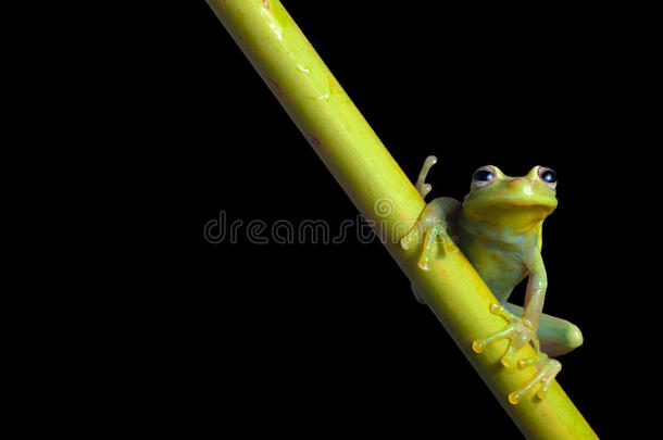 夜间亚马逊雨林中的绿色树蛙