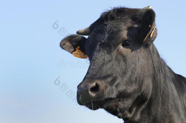 安格斯站在山艾树丛中的公牛