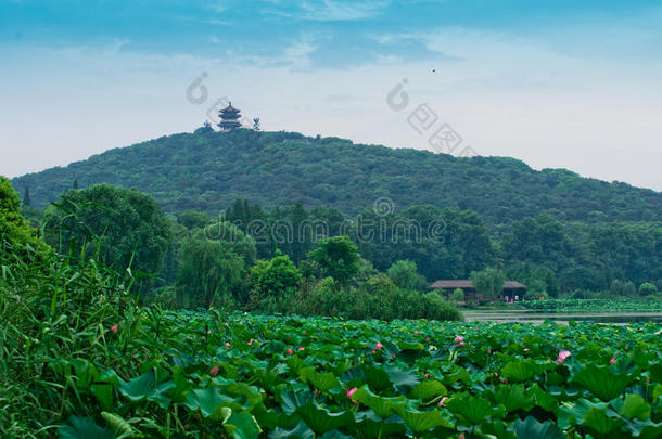 圆头竹公园景观