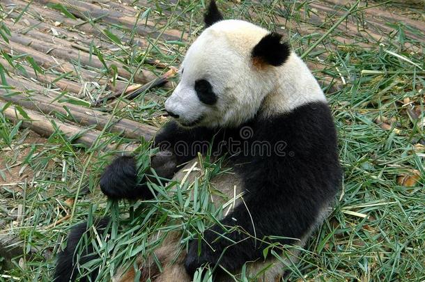 中国成都：大熊猫吃竹子