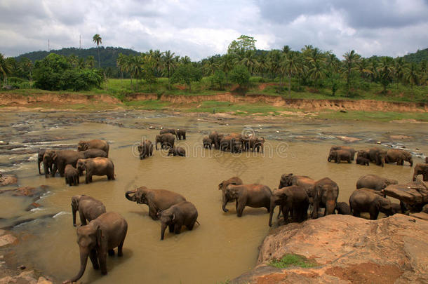斯里兰卡Pinawela大象孤儿院