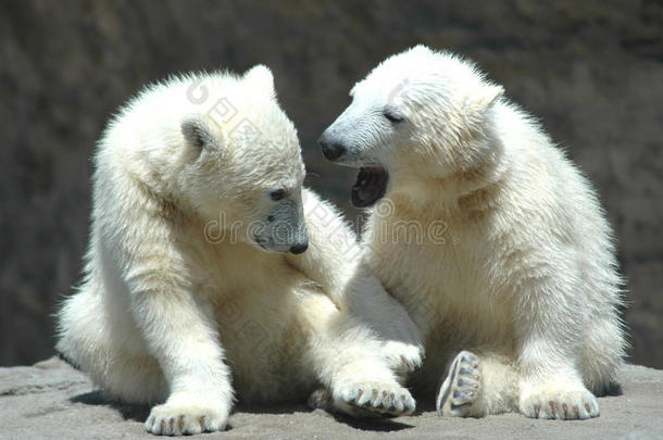 两只年轻的北极熊在玩耍