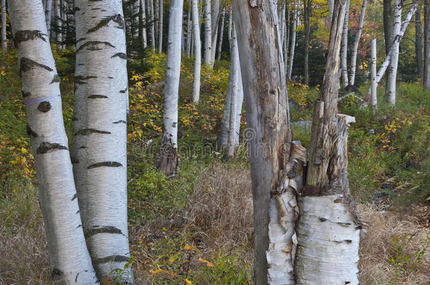 新罕布什尔州；秋天的白山