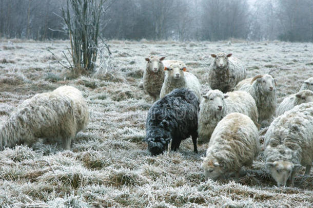 初冬的绵羊