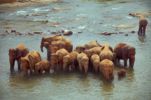 一群大象在崎岖的河里洗澡