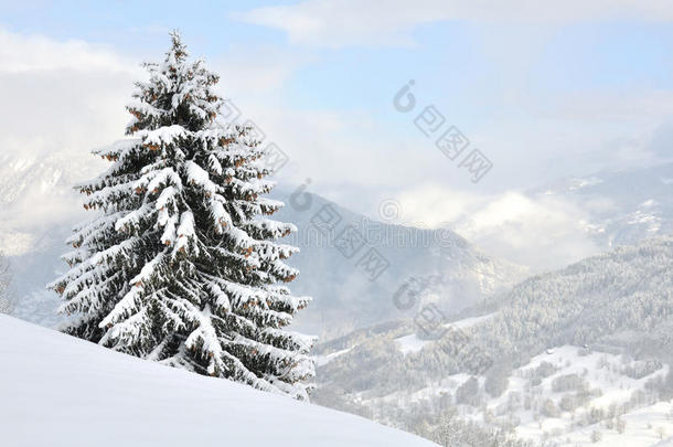 俯瞰雪山的树