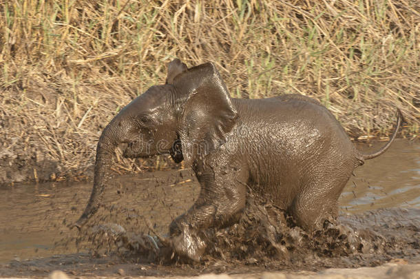 小象在水里玩耍